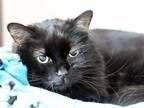 Adopt PO AHI a All Black Domestic Mediumhair / Mixed (medium coat) cat in