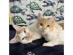 Adopt Marley and Bob a Orange or Red (Mostly) Domestic Shorthair (short coat)