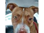 Adopt Nena a Red/Golden/Orange/Chestnut Pit Bull Terrier / Mixed dog in Barre