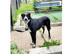Adopt Rex a Black - with White Border Collie / Mixed dog in Perth Amboy