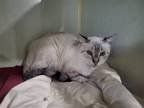 Adopt Gwen a Cream or Ivory Siamese / Mixed (short coat) cat in Iroquois