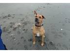 Adopt Stevie a Red/Golden/Orange/Chestnut Rhodesian Ridgeback / Boxer / Mixed