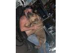 Adopt Koda a Tan/Yellow/Fawn Bullmastiff / German Shepherd Dog / Mixed dog in