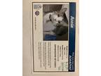 Adopt Annie a Black & White or Tuxedo Tabby / Mixed (short coat) cat in Parker