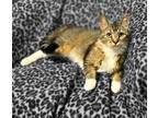 Adopt Mona a Tan or Fawn Tabby Domestic Shorthair (short coat) cat in Tipton