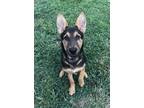 Adopt Oakley a German Shepherd Dog / Mixed Breed (Medium) / Mixed dog in Neosho