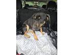 Adopt Wanda a Brown/Chocolate - with Black Affenpinscher / Mixed dog in Moncks