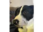 Adopt Annie Rose a Black - with White American Pit Bull Terrier / Golden