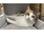 Adopt Janis a Calico or Dilute Calico Domestic Shorthair (short coat) cat in
