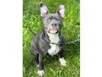 Adopt Bella a Pit Bull Terrier, Mixed Breed