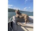 Adopt Nala a Gray/Blue/Silver/Salt & Pepper American Pit Bull Terrier / Mixed