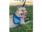 Adopt Boogie a American Staffordshire Terrier / Mixed dog in San Diego