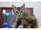 Adopt Justice a Brown Tabby Domestic Mediumhair (medium coat) cat in Slidell