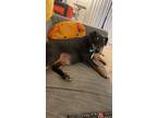 Adopt Charlie a Black - with Tan, Yellow or Fawn Miniature Pinscher / Mixed dog