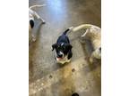 Adopt Precious a Black - with White Australian Cattle Dog / Border Collie /