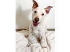 Adopt Mystic a White Basset Hound / Mixed dog in Scottsdale, AZ (41492409)