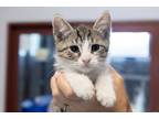 Adopt Dewey a White (Mostly) Domestic Shorthair (short coat) cat in Slidell