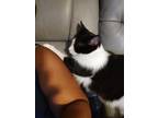 Adopt Biggie a Black & White or Tuxedo Domestic Mediumhair / Mixed (medium coat)