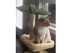 Adopt Twitch a Tan or Fawn (Mostly) Tabby / Mixed (medium coat) cat in