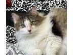 Adopt Honeysuckle a Domestic Mediumhair / Mixed (medium coat) cat in Columbia
