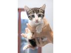 Adopt Louie a White (Mostly) Domestic Shorthair (short coat) cat in Slidell