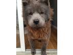 Adopt Misty Blue a Gray/Blue/Silver/Salt & Pepper Chow Chow / Mixed dog in