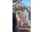Adopt Aaron a White - with Red, Golden, Orange or Chestnut Jack Russell Terrier