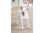 Adopt Alaya a White - with Red, Golden, Orange or Chestnut Pit Bull Terrier /