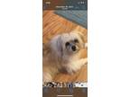 Adopt Molly a Tan/Yellow/Fawn - with White Mutt / Mutt / Mixed dog in Kennesaw