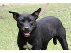 Adopt Honey a Black - with White Pit Bull Terrier / Mixed dog in Slidell