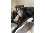 Adopt Atticus a Black - with White Greyhound / Mixed dog in Tucson
