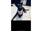Adopt Daisy a Black - with White Labrador Retriever / German Shepherd Dog /
