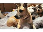 Adopt Veil a Tan/Yellow/Fawn Shepherd (Unknown Type) / Pit Bull Terrier / Mixed