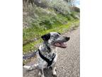 Adopt Hercules a Black - with White Australian Cattle Dog / Labrador Retriever /