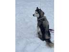 Adopt Chewy a White - with Gray or Silver Husky / Mixed dog in Nashville