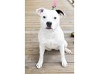 Adopt Kirin a White - with Black Pit Bull Terrier / Mixed dog in Slidell