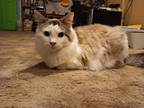 Adopt Mocha a Tan or Fawn (Mostly) Domestic Longhair / Mixed (long coat) cat in