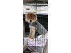 Adopt Ky a Tan/Yellow/Fawn Chow Chow / Mixed dog in Lyman, SC (41492180)