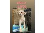 Adopt Molly a White Bichon Frise / Mixed dog in New Tripoli, PA (41491788)