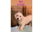 Adopt Mia a White Bichon Frise / Mixed dog in New Tripoli, PA (41491786)