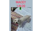 Adopt Macey a White Bichon Frise / Mixed dog in New Tripoli, PA (41491783)