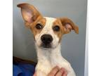 Adopt Fallon a Mixed Breed (Medium) / Mixed dog in Rancho Santa Fe