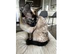 Adopt Luna a White (Mostly) Siamese / Mixed (short coat) cat in Leander