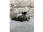 Adopt Flynn a White - with Black Border Terrier / Border Collie / Mixed dog in