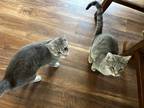 Adopt Kitty a Gray, Blue or Silver Tabby American Shorthair / Mixed (short coat)
