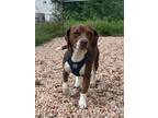 Adopt Choco Taco a Beagle / Labrador Retriever / Mixed dog in Ridgely
