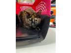 Adopt VICTORIA aka Larrabe a Domestic Shorthair / Mixed (short coat) cat in