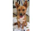 Adopt Ellie KA a Red/Golden/Orange/Chestnut - with White Corgi / Australian
