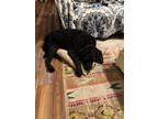 Adopt Rocky a Black Labradoodle / Mixed dog in Marshfield, MO (41491710)