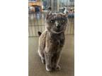 Adopt Smokey a Domestic Shorthair / Mixed (short coat) cat in Hyde Park